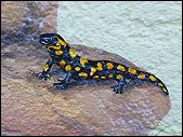 Wandbemalung Wangestaltung Salamander Natur Malerei Evelina Iacubino